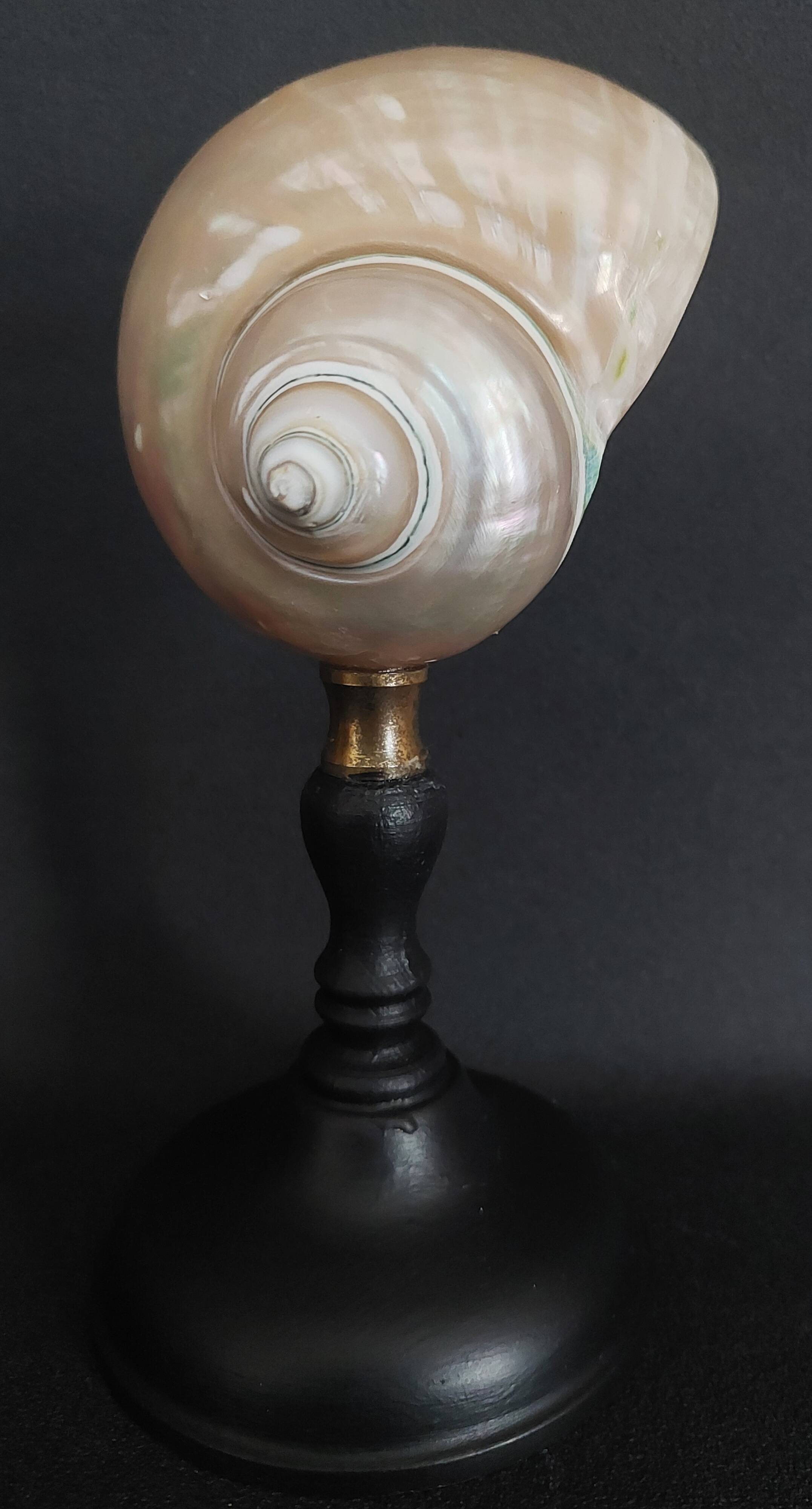 Cabinet of Curiosities: Pearly Turbo Imperialis seashell on a pedestal