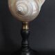 Cabinet of Curiosities: Pearly Turbo Imperialis seashell on a pedestal