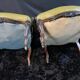 Paire de larges fauteuils XIXe en cuir vert de style Louis XV