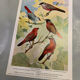 Affichette “Les Oiseaux du Monde” – 1969