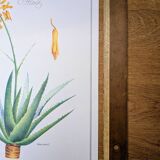 Printed in 1986, Aloe Vera.