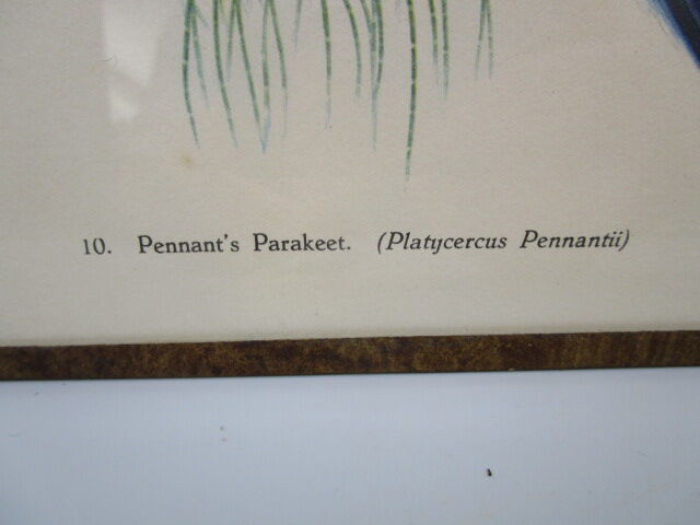 Engraving of ancient birds