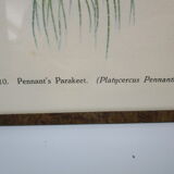 Engraving of ancient birds