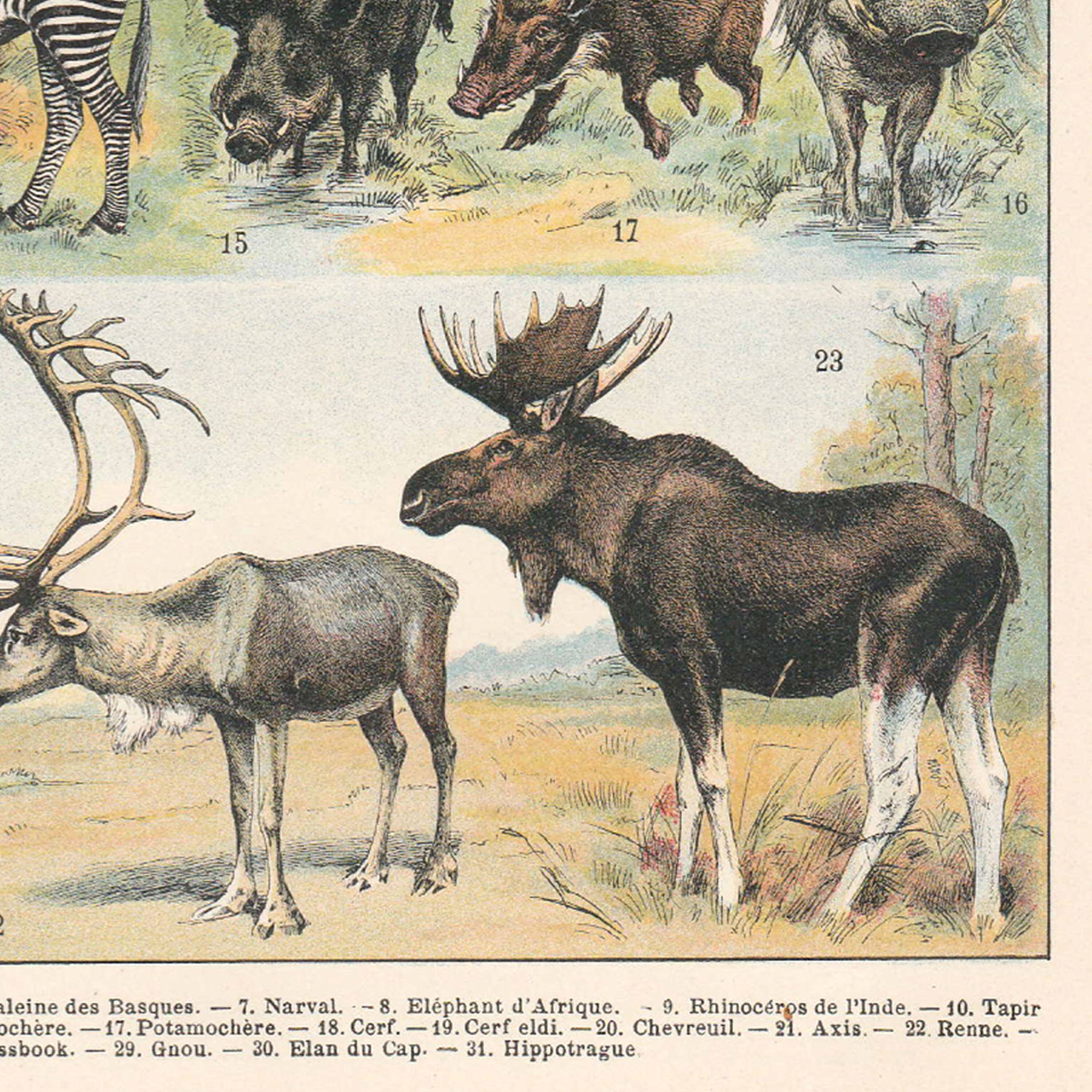 Old plate on mammals 1897