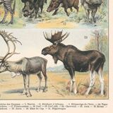Old plate on mammals 1897