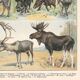 Planche ancienne sur les mammifères 1897