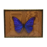 Naturalized butterfly frame