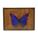 Naturalized butterfly frame