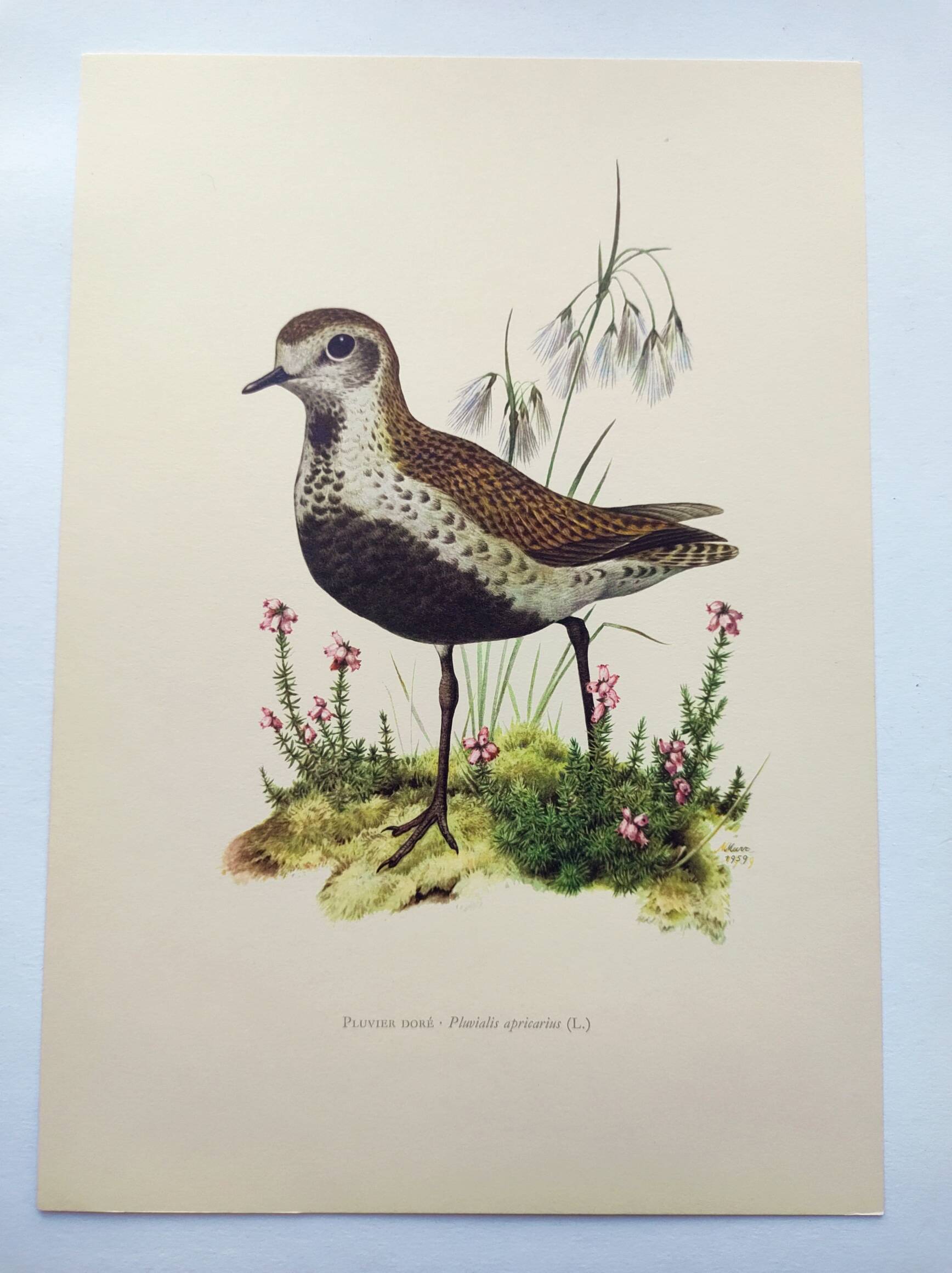 Old bird illustration from the 1960s - Golden Plover - Animal and nature plate