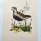 Old bird illustration from the 1960s - Golden Plover - Animal and nature plate