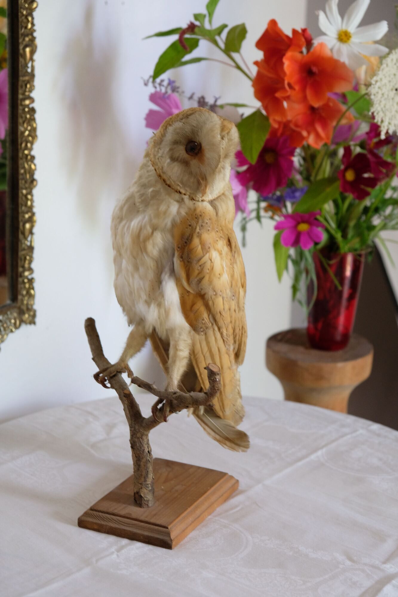Taxidermy owl owl naturalized from the 70s