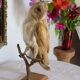 Taxidermy owl owl naturalized from the 70s
