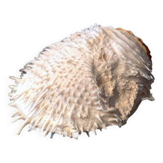 Coquillage Spondyle spondylus Madagascar années 50