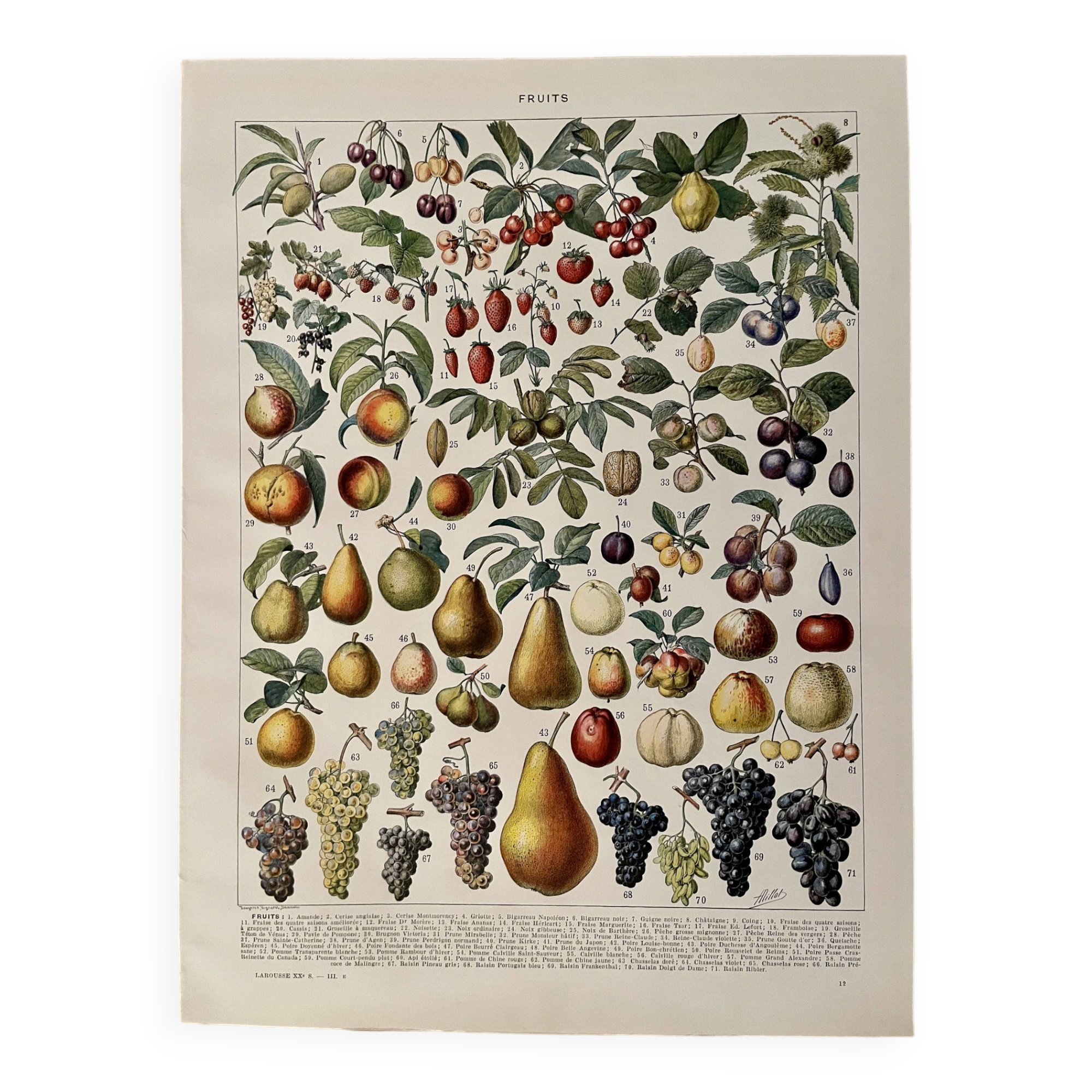 Lithograph on fruits - 1930