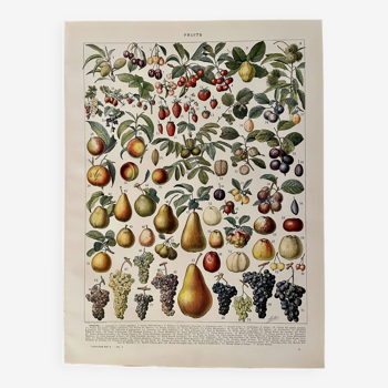Lithograph on fruits - 1930
