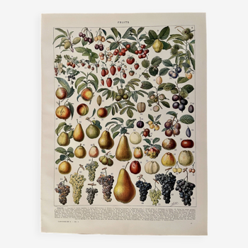 Lithographie sur les fruits - 1930