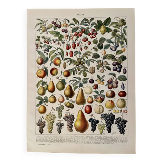 Lithographie sur les fruits - 1930