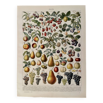 Lithograph on fruits - 1930