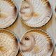 6 flat plates fish décor in slurry Sarreguemines vintage