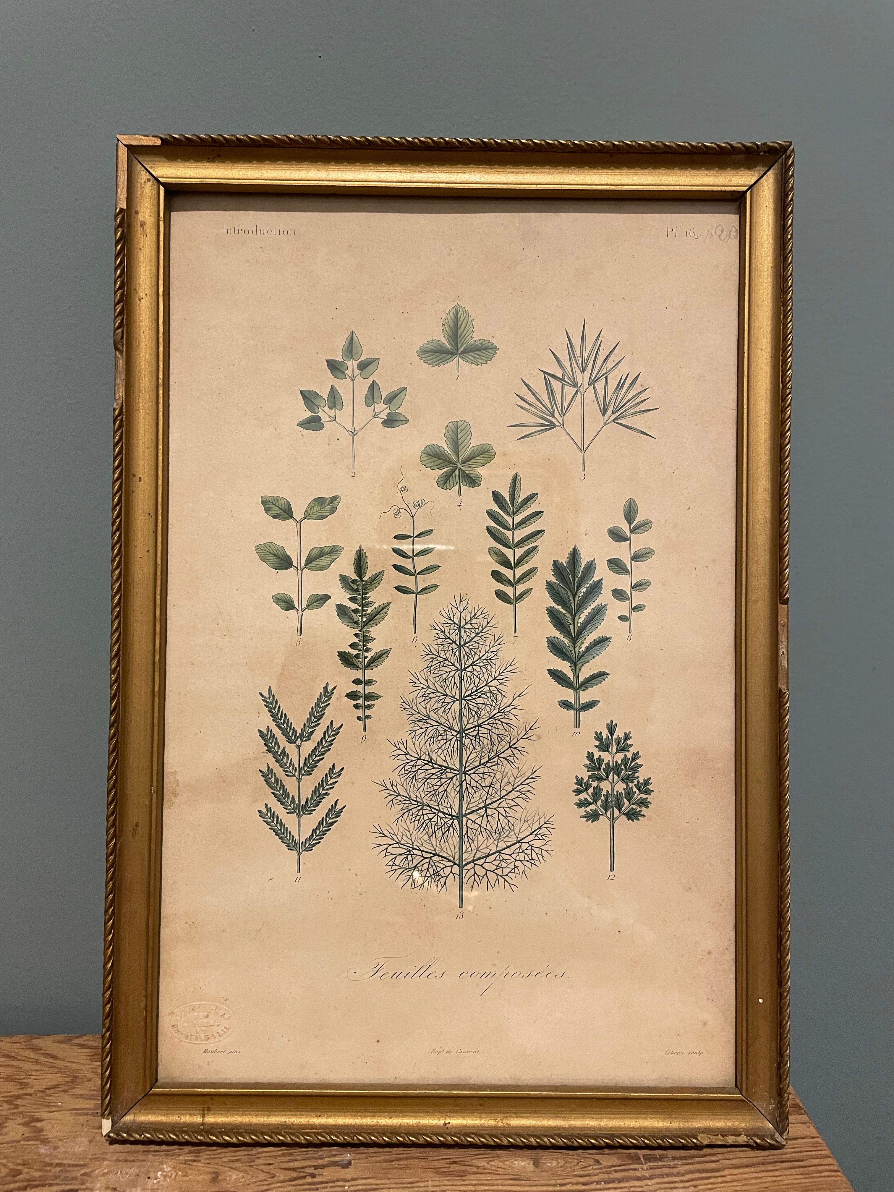Gravure de botanique XIXème, type herbier