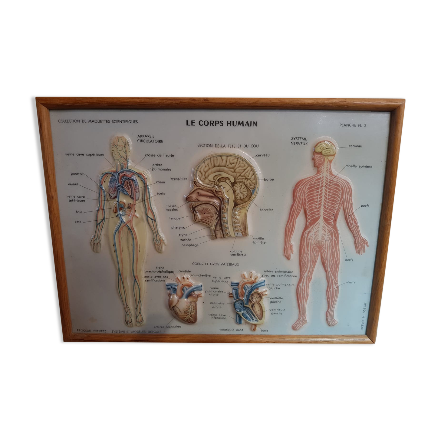 Pair old medical board the human body + vintage wood frame