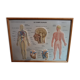 Pair old medical board the human body + vintage wood frame