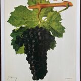 Rare vine botanical board