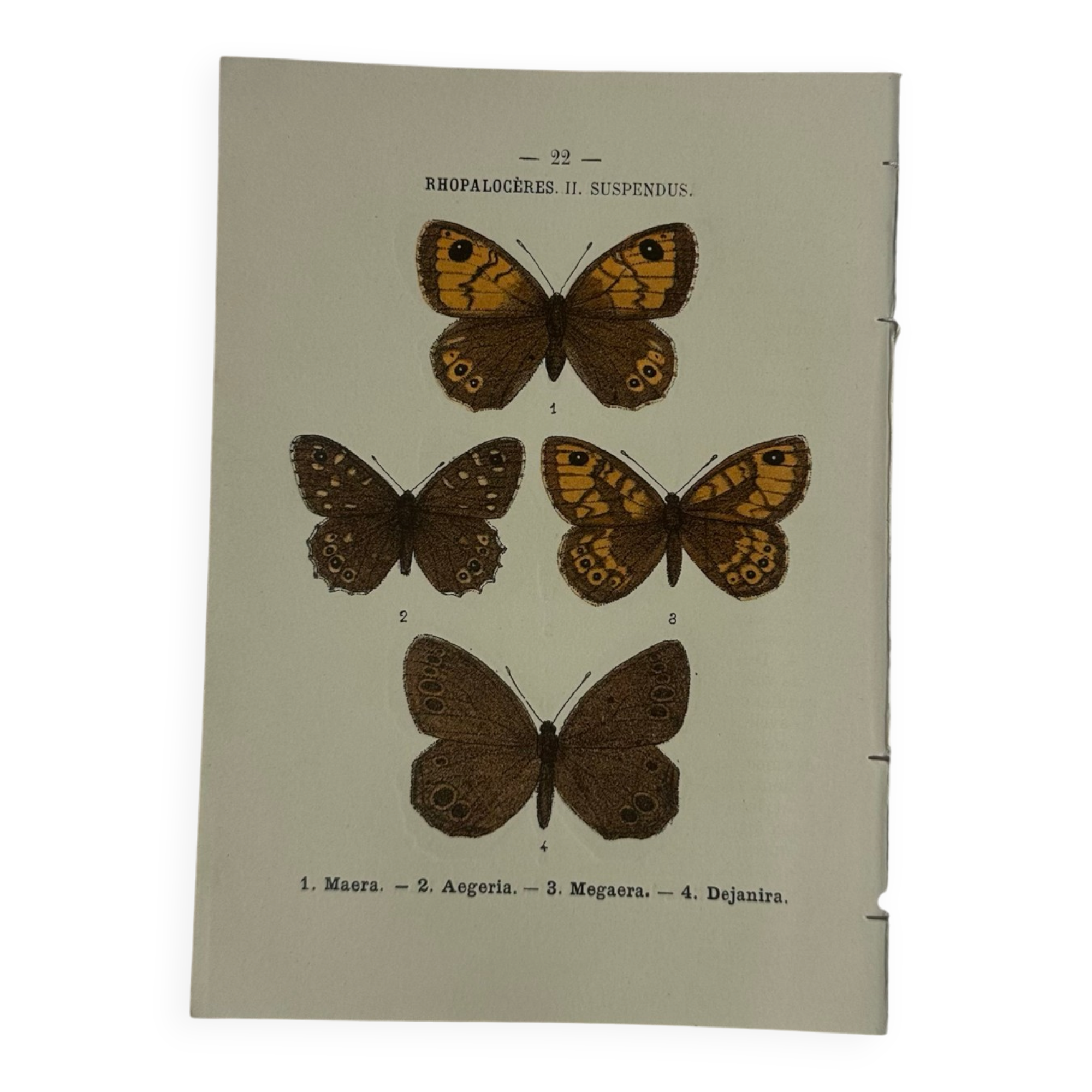Planche Botanique Gravure Papillon naturaliste ancienne 19eme