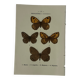 Planche Botanique Gravure Papillon naturaliste ancienne 19eme