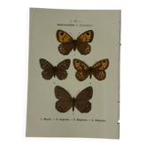 Planche Botanique Gravure Papillon naturaliste ancienne 19eme