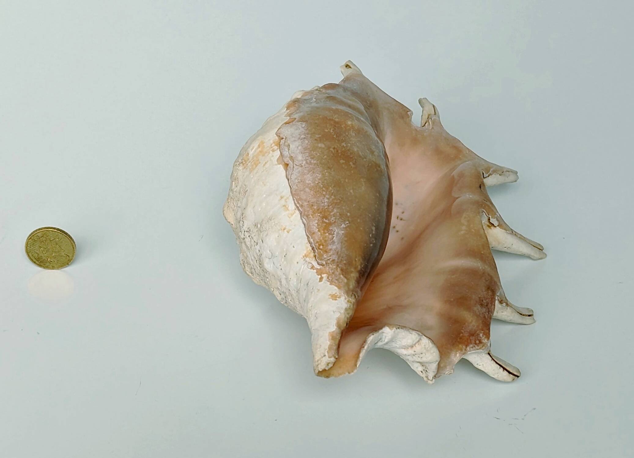 Large pink shell - Large Lambis - Strombidae - Lambis Truncata with 7 digitizations