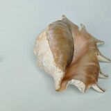 Large pink shell - Large Lambis - Strombidae - Lambis Truncata with 7 digitizations