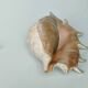 Large pink shell - Large Lambis - Strombidae - Lambis Truncata with 7 digitizations