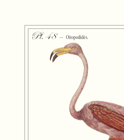 Set of 2 framed chimera lithography animal engraving