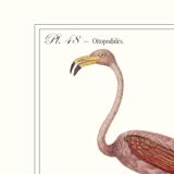 Set of 2 framed chimera lithography animal engraving