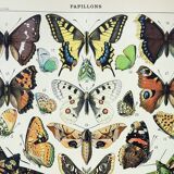 Old engraving 1898, European butterflies, insects • Lithograph, Original plate