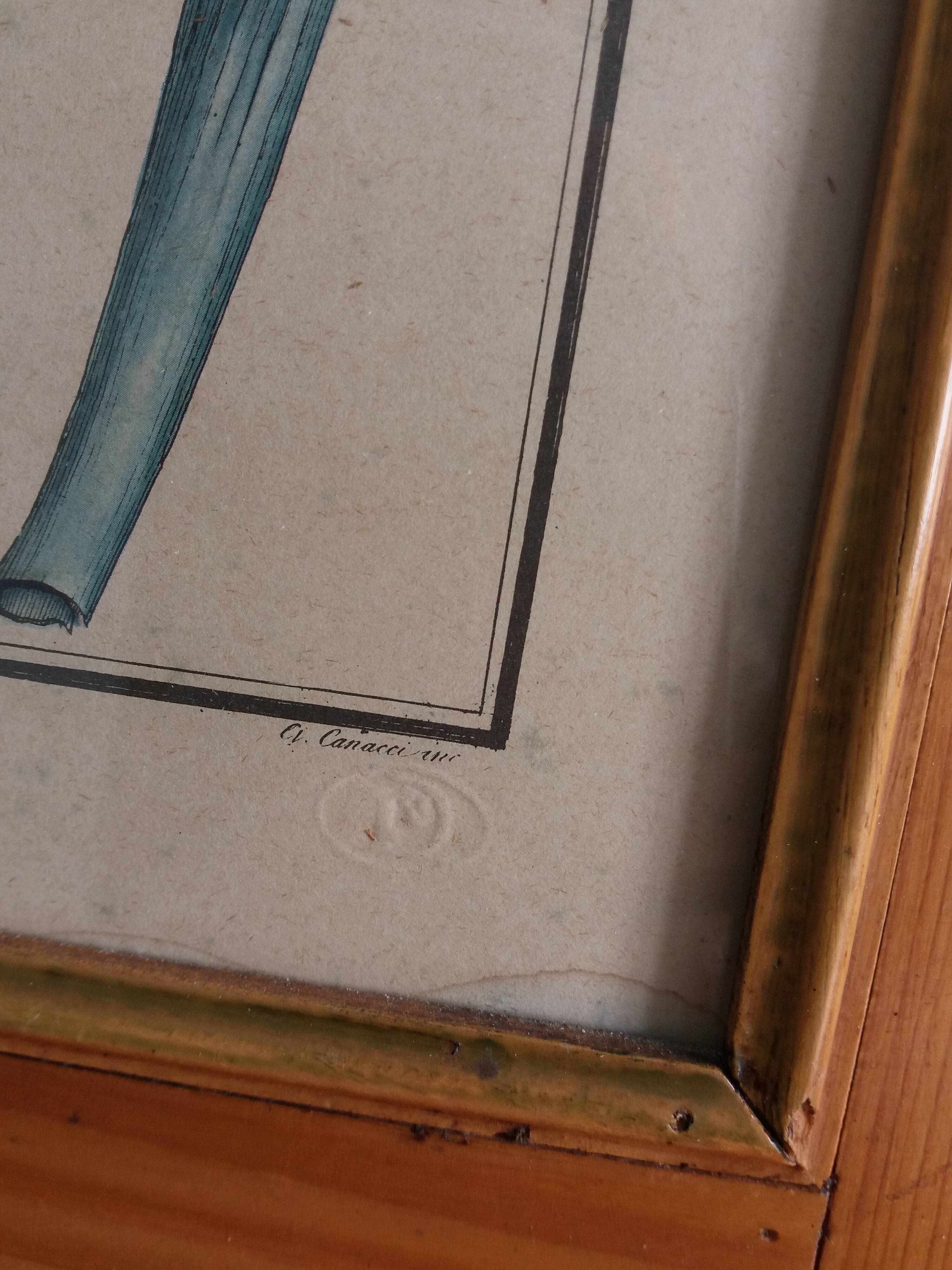 Botanical plate, iris flower engraving, framed by Guiseppe Canacci