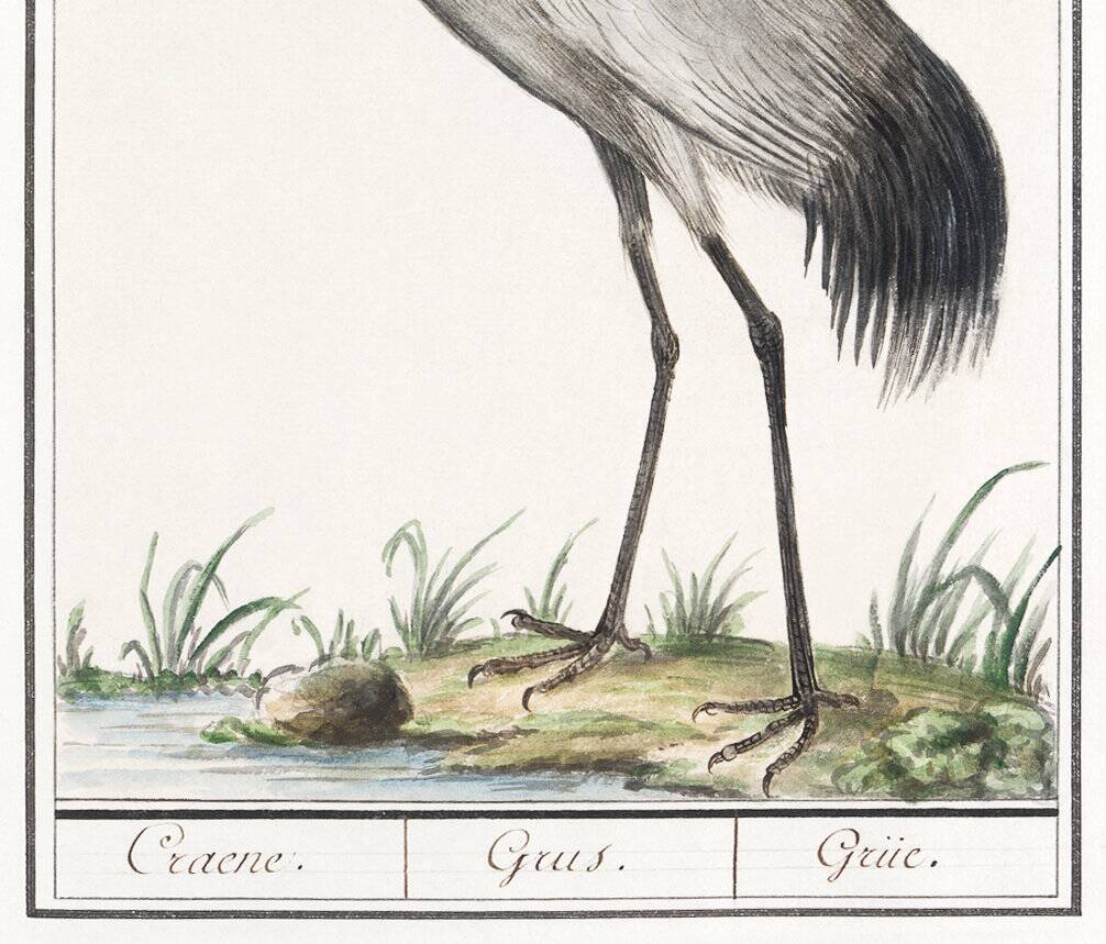 Small poster about the crane, after an old engraving from 1610.