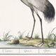 Small poster about the crane, after an old engraving from 1610.
