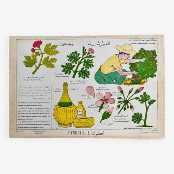 Illustrated poster around the Geranium Rosat "Aterchiya" in Arabic and French