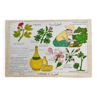 Illustrated poster around the Geranium Rosat "Aterchiya" in Arabic and French