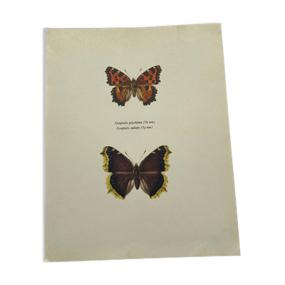 Gravure ancienne papillon eau forte 1900 Art Déco