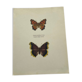 Antique butterfly etching 1900 art deco vintage botanical plate