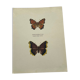 Gravure ancienne papillon eau forte 1900 Art Déco