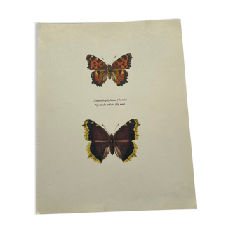 Antique butterfly etching 1900 art deco vintage botanical plate