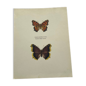 Old engraving butterfly etching 1900 Art Deco