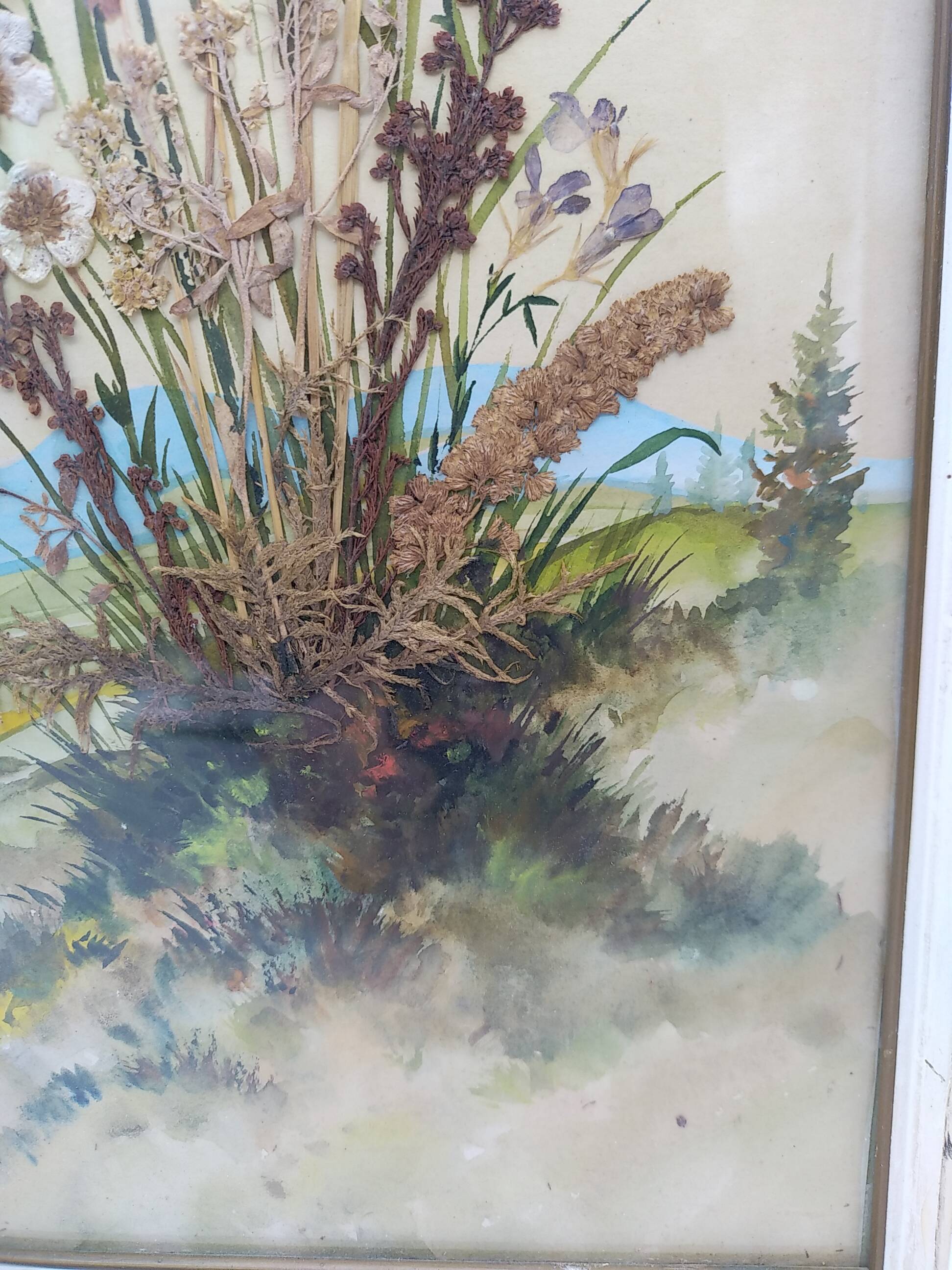 Herbarium on watercolor. the 50's .