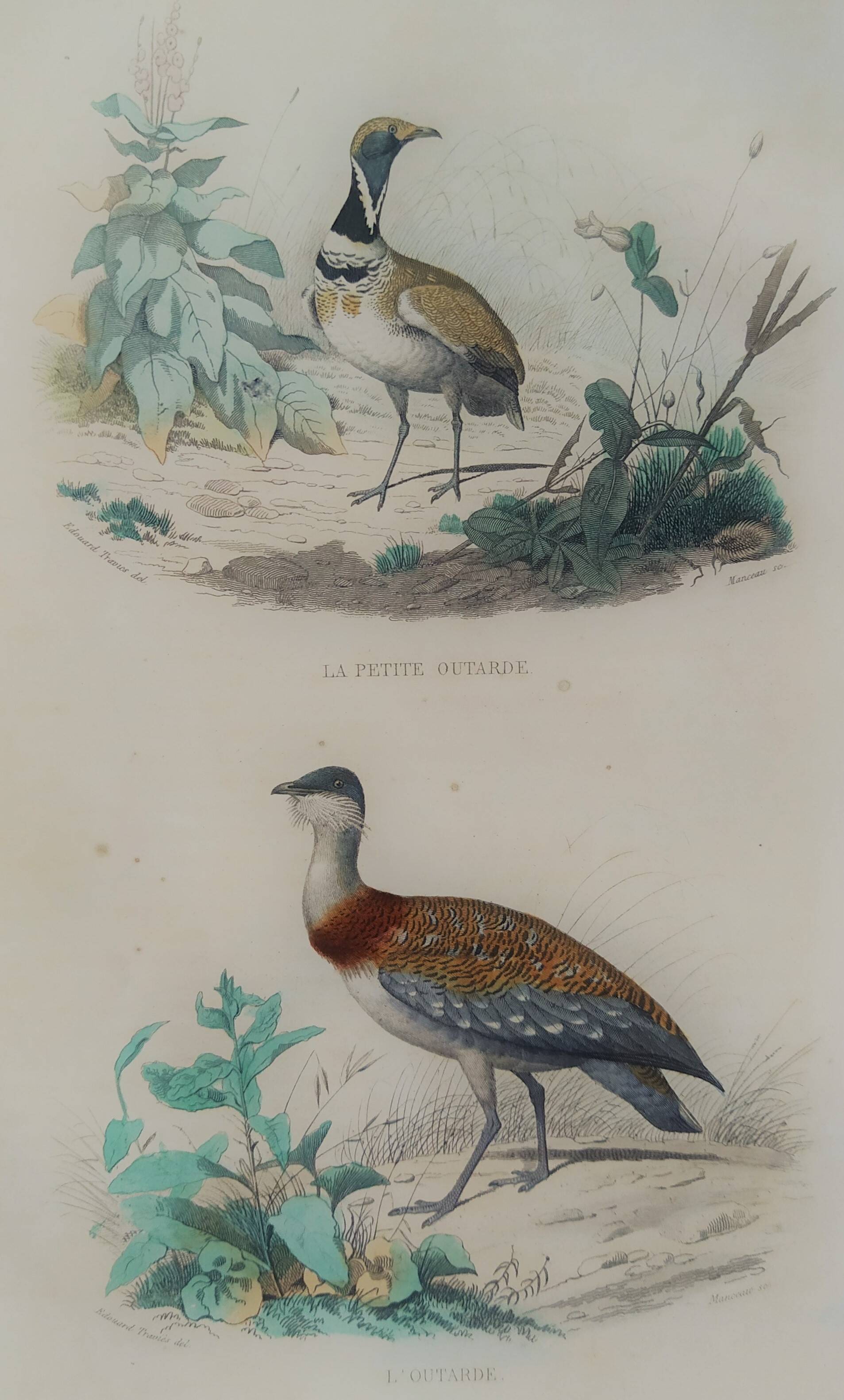 Ornithological Plate Buffon 1838 "Bustard & Little Bustard"