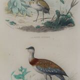 Ornithological Plate Buffon 1838 "Bustard & Little Bustard"