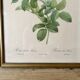 Set of 3 old botanical engravings – after Redouté – Roses, reissue